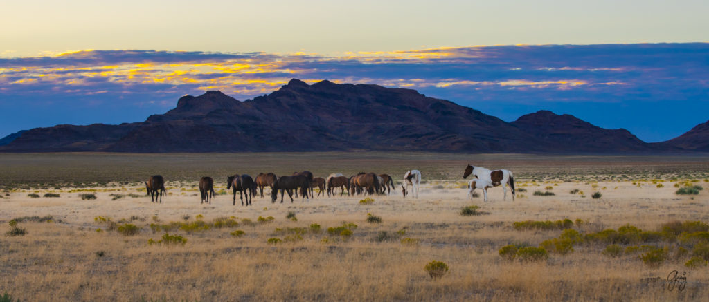 wild horses, wild horse photography, photography of wild horses, fine art photography of wild horses, Onaqui wild horses, equine photography, wild mustangs, wild horses, wild stallions, utah wild horses