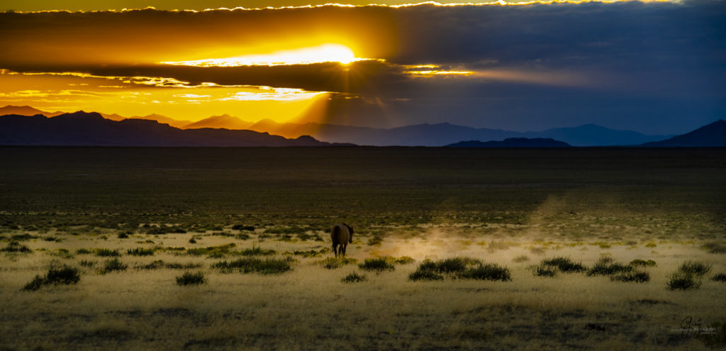 wild horses, wild horse photography, photography of wild horses, fine art photography of wild horses, Onaqui wild horses, equine photography, wild mustangs, wild horses, wild stallions, utah wild horses