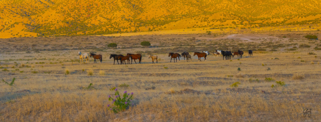 wild horses, wild horse photography, photography of wild horses, fine art photography of wild horses, Onaqui wild horses, equine photography, wild mustangs, wild horses, wild stallions, utah wild horses