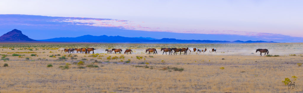 wild horses, wild horse photography, photography of wild horses, fine art photography of wild horses, Onaqui wild horses, equine photography, wild mustangs, wild horses, wild stallions, utah wild horses