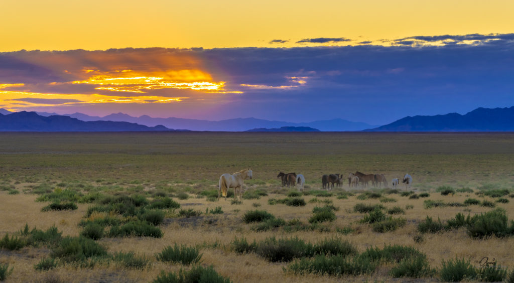 wild horses, wild horse photography, photography of wild horses, fine art photography of wild horses, Onaqui wild horses, equine photography, wild mustangs, wild horses, wild stallions, utah wild horses