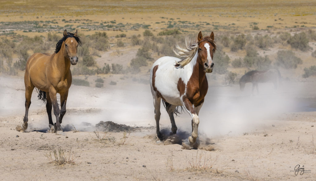 wild horses, wild horse photography, photography of wild horses, fine art photography of wild horses, Onaqui wild horses, equine photography, wild mustangs, wild horses, wild stallions, utah wild horses