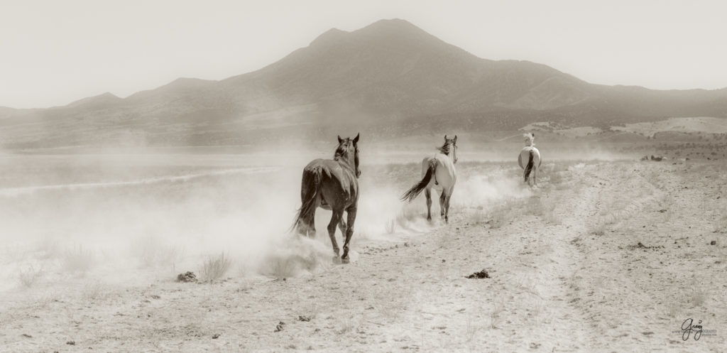 wild horses, wild horse photography, photography of wild horses, fine art photography of wild horses, Onaqui wild horses, equine photography, wild mustangs, wild horses, wild stallions, utah wild horses