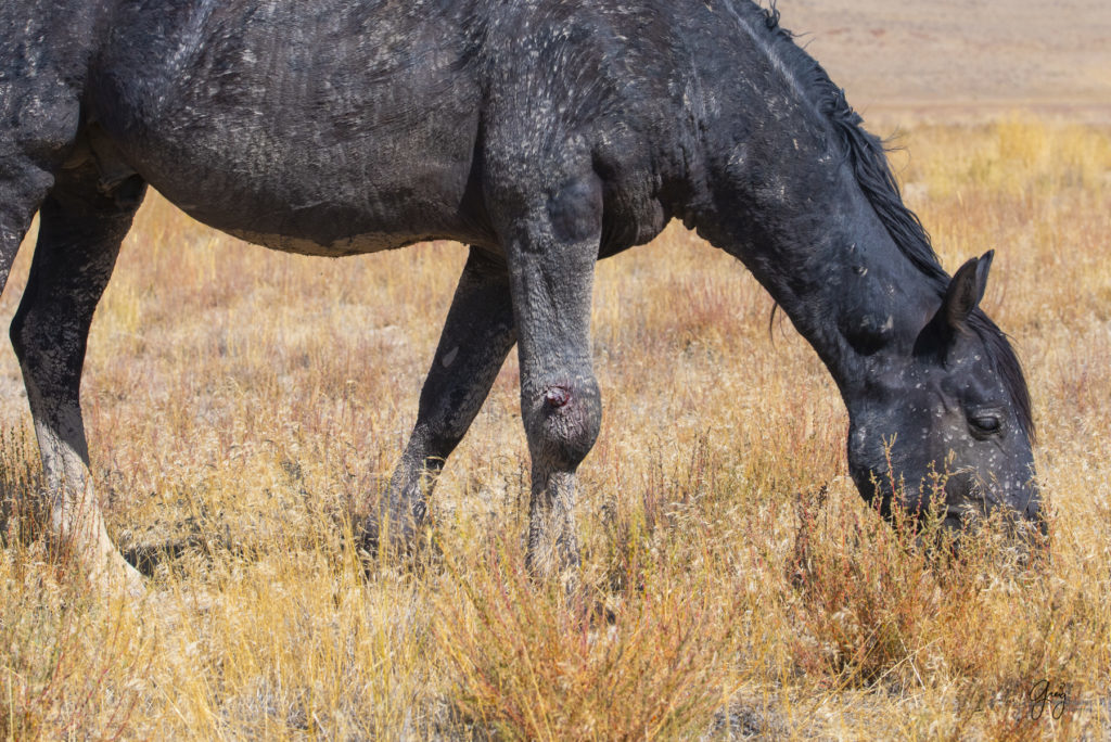 wild horses, wild horse photography, photography of wild horses, fine art photography of wild horses, Onaqui wild horses, equine photography, wild mustangs, wild horses, wild stallions, utah wild horses