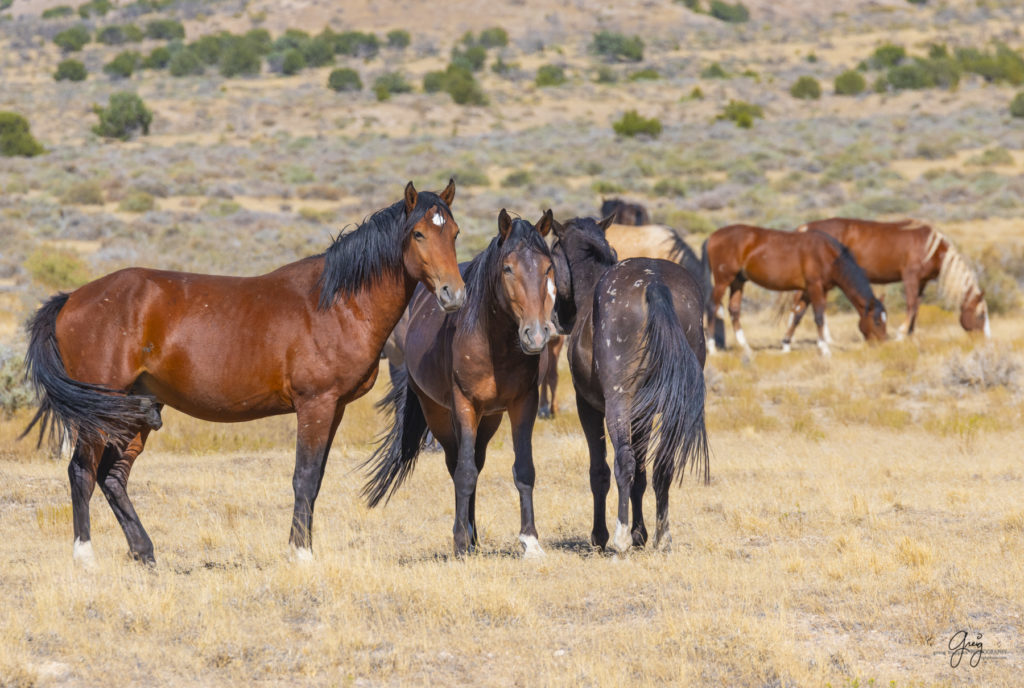 wild horses, wild horse photography, photography of wild horses, fine art photography of wild horses, Onaqui wild horses, equine photography, wild mustangs, wild horses, wild stallions, utah wild horses