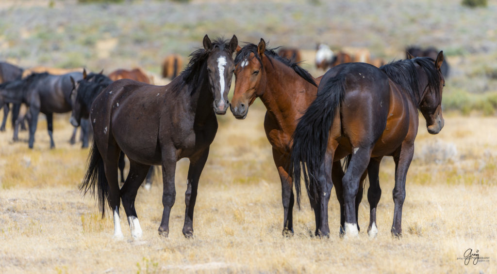 wild horses, wild horse photography, photography of wild horses, fine art photography of wild horses, Onaqui wild horses, equine photography, wild mustangs, wild horses, wild stallions, utah wild horses