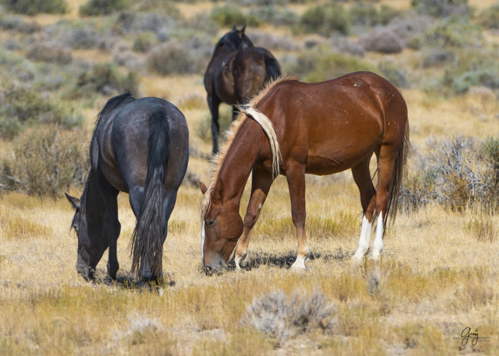 wild horses, wild horse photography, photography of wild horses, fine art photography of wild horses, Onaqui wild horses, equine photography, wild mustangs, wild horses, wild stallions, utah wild horses