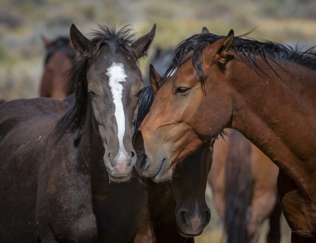 wild horses, wild horse photography, photography of wild horses, fine art photography of wild horses, Onaqui wild horses, equine photography, wild mustangs, wild horses, wild stallions, utah wild horses