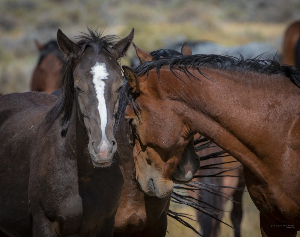 wild horses, wild horse photography, photography of wild horses, fine art photography of wild horses, Onaqui wild horses, equine photography, wild mustangs, wild horses, wild stallions, utah wild horses