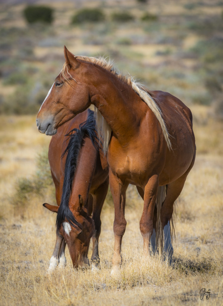 wild horses, wild horse photography, photography of wild horses, fine art photography of wild horses, Onaqui wild horses, equine photography, wild mustangs, wild horses, wild stallions, utah wild horses