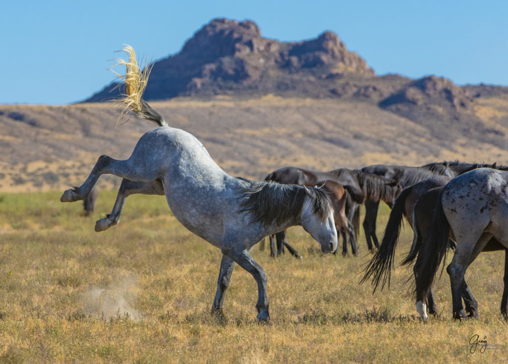 wild horses, wild horse photography, photography of wild horses, fine art photography of wild horses, Onaqui wild horses, equine photography, wild mustangs, wild horses, wild stallions, utah wild horses