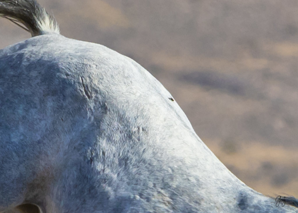 wild horses, wild horse photography, photography of wild horses, fine art photography of wild horses, Onaqui wild horses, equine photography, wild mustangs, wild horses, wild stallions, utah wild horses