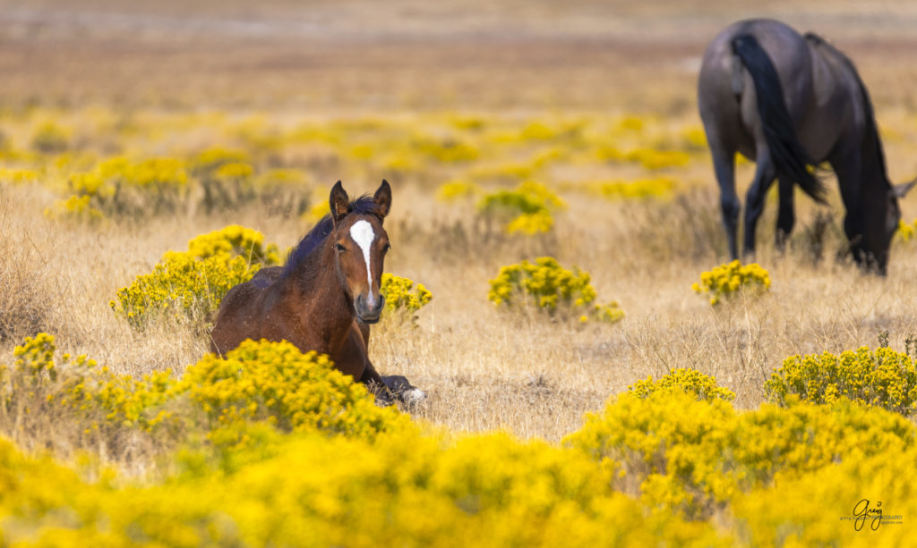 wild horses, wild horse photography, photography of wild horses, fine art photography of wild horses, Onaqui wild horses, equine photography, wild mustangs, wild horses, wild stallions, utah wild horses