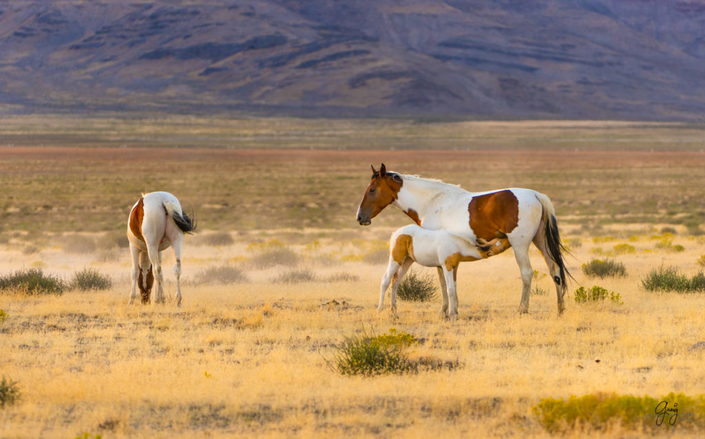 wild horses, wild horse photography, photography of wild horses, fine art photography of wild horses, Onaqui wild horses, equine photography, wild mustangs, wild horses, wild stallions, utah wild horses