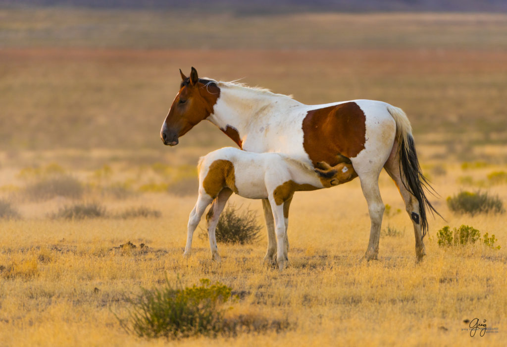 wild horses, wild horse photography, photography of wild horses, fine art photography of wild horses, Onaqui wild horses, equine photography, wild mustangs, wild horses, wild stallions, utah wild horses