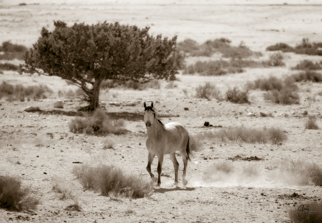 wild horses, wild horse photography, photography of wild horses, fine art photography of wild horses, Onaqui wild horses, equine photography, wild mustangs, wild horses, wild stallions, utah wild horses