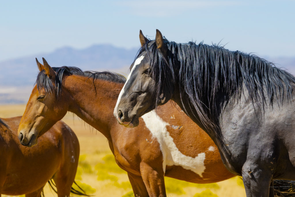 wild horses, wild horse photography, photography of wild horses, fine art photography of wild horses, Onaqui wild horses, equine photography, wild mustangs, wild horses, wild stallions, utah wild horses