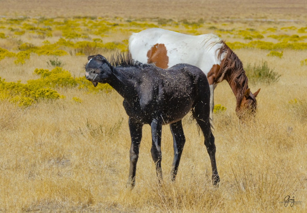 wild horses, wild horse photography, photography of wild horses, fine art photography of wild horses, Onaqui wild horses, equine photography, wild mustangs, wild horses, wild stallions, utah wild horses