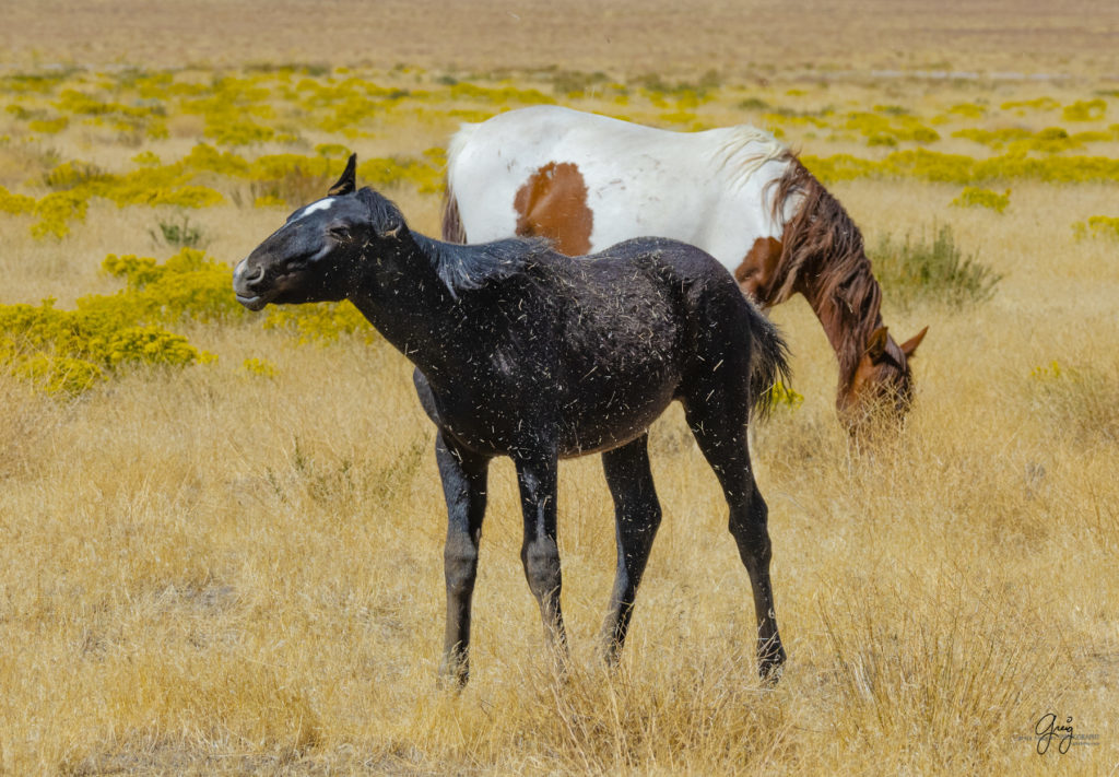 wild horses, wild horse photography, photography of wild horses, fine art photography of wild horses, Onaqui wild horses, equine photography, wild mustangs, wild horses, wild stallions, utah wild horses