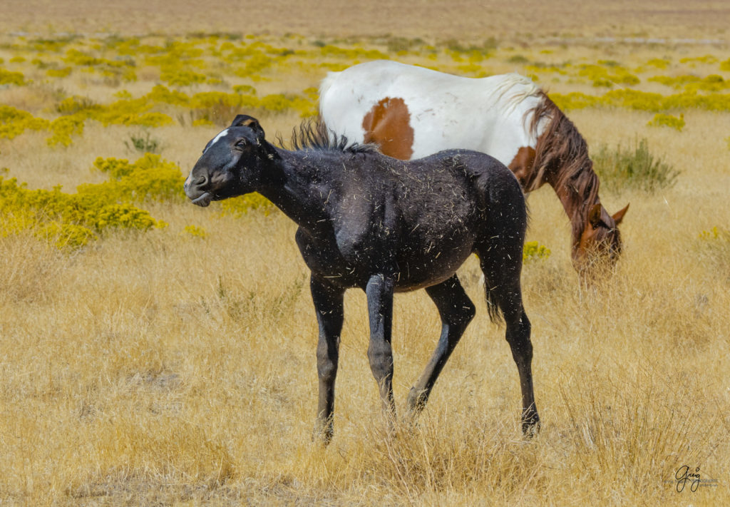 wild horses, wild horse photography, photography of wild horses, fine art photography of wild horses, Onaqui wild horses, equine photography, wild mustangs, wild horses, wild stallions, utah wild horses