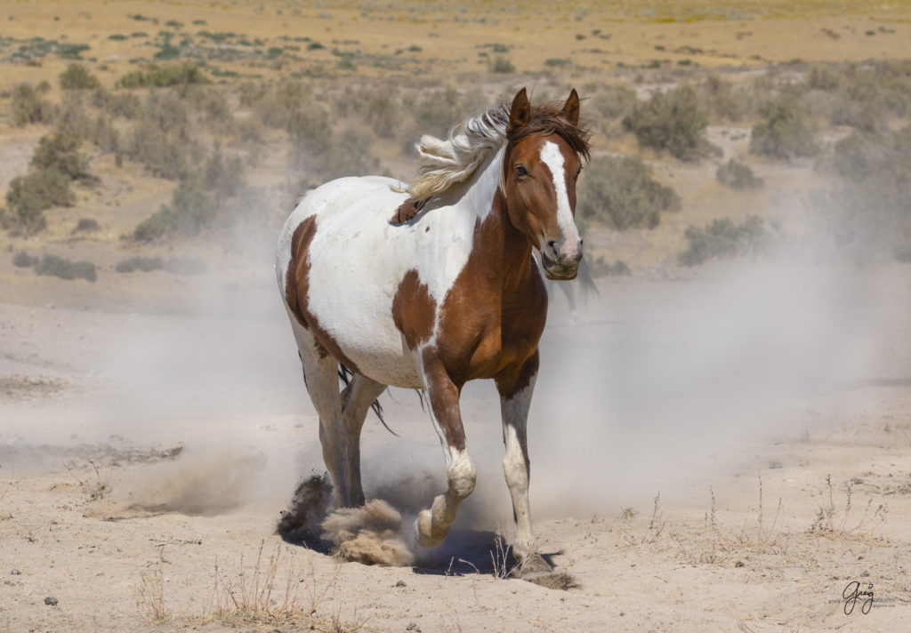 wild horses, wild horse photography, photography of wild horses, fine art photography of wild horses, Onaqui wild horses, equine photography, wild mustangs, wild horses, wild stallions, utah wild horses