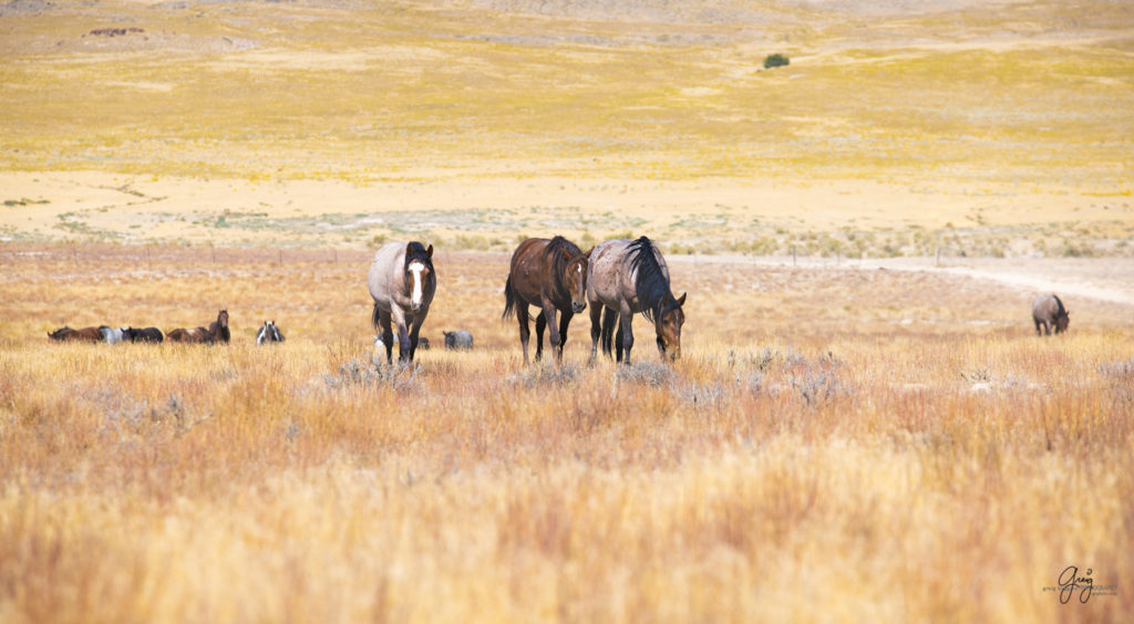 wild horses, wild horse photography, photography of wild horses, fine art photography of wild horses, Onaqui wild horses, equine photography, wild mustangs, wild horses, wild stallions, utah wild horses