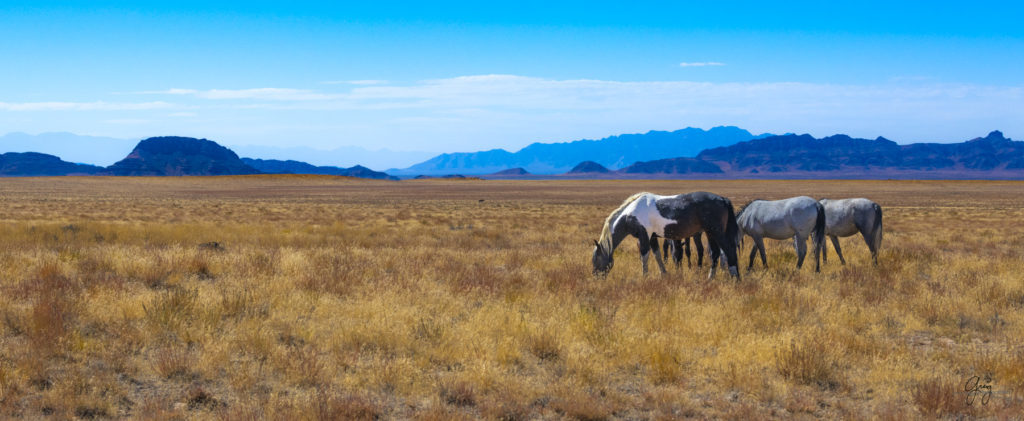 wild horses, wild horse photography, photography of wild horses, fine art photography of wild horses, Onaqui wild horses, equine photography, wild mustangs, wild horses, wild stallions, utah wild horses