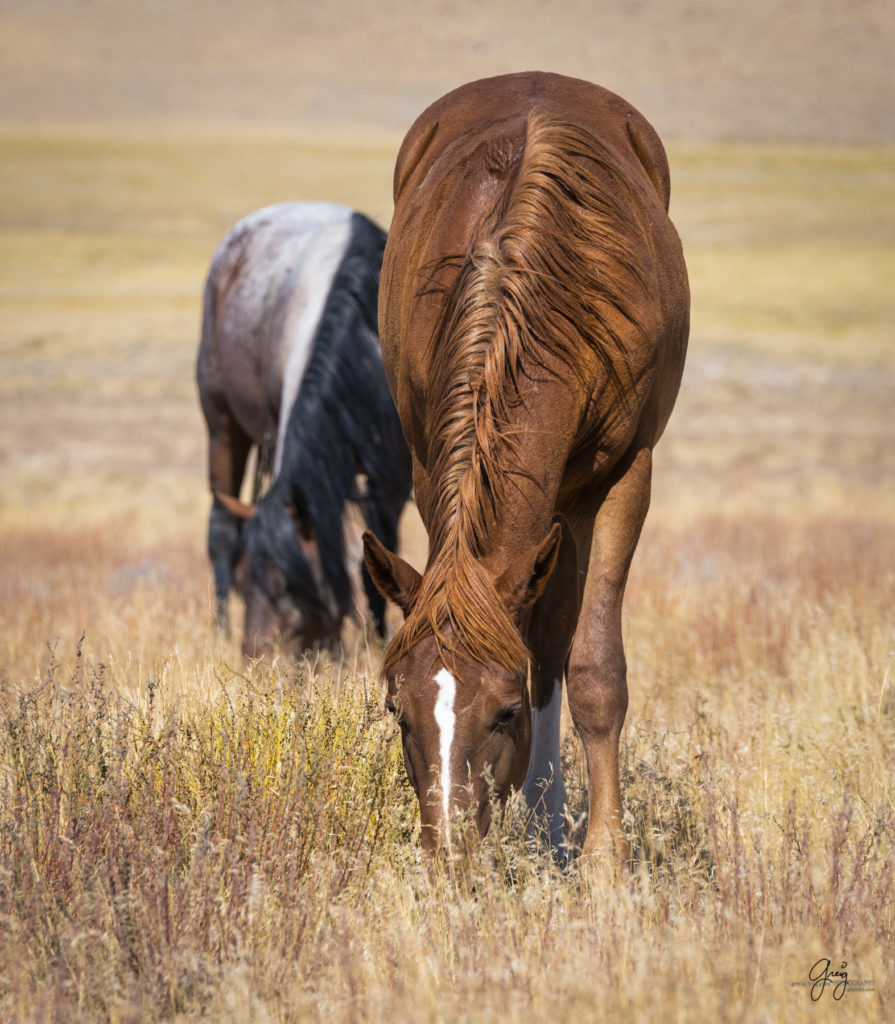 wild horses, wild horse photography, photography of wild horses, fine art photography of wild horses, Onaqui wild horses, equine photography, wild mustangs, wild horses, wild stallions, utah wild horses