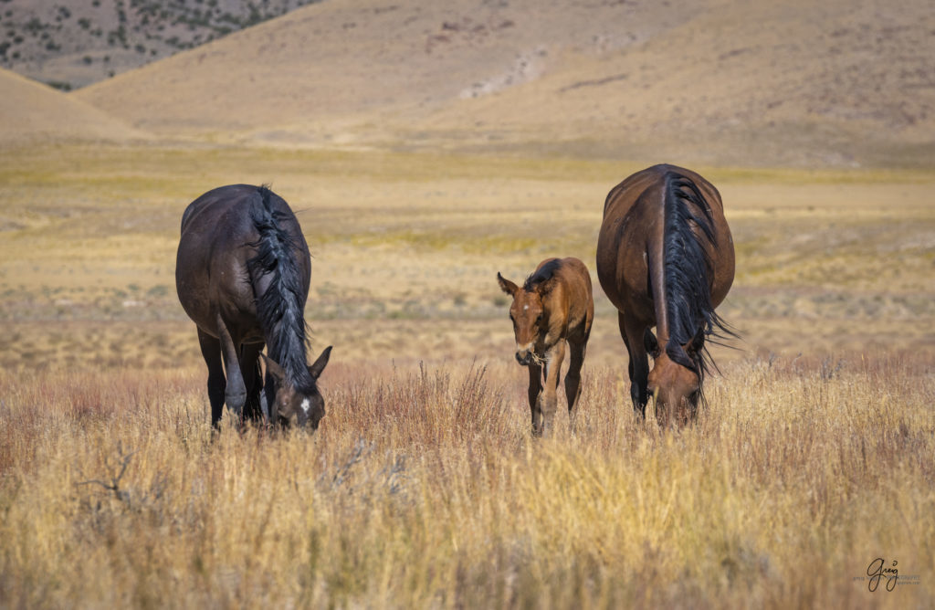 wild horses, wild horse photography, photography of wild horses, fine art photography of wild horses, Onaqui wild horses, equine photography, wild mustangs, wild horses, wild stallions, utah wild horses