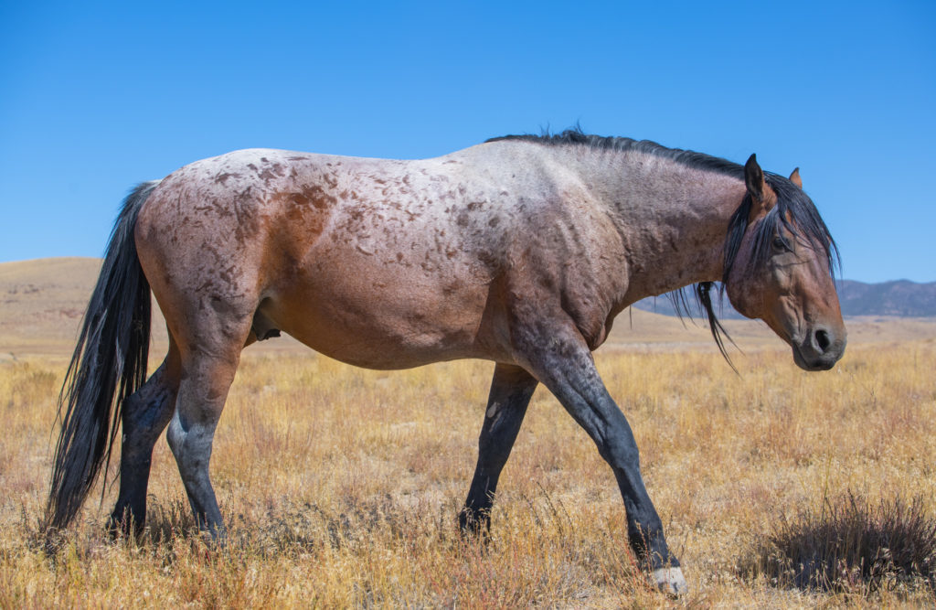 wild horses, wild horse photography, photography of wild horses, fine art photography of wild horses, Onaqui wild horses, equine photography, wild mustangs, wild horses, wild stallions, utah wild horses