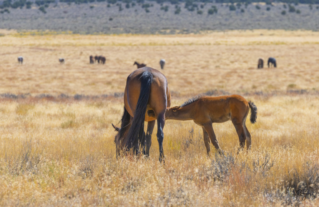 wild horses, wild horse photography, photography of wild horses, fine art photography of wild horses, Onaqui wild horses, equine photography, wild mustangs, wild horses, wild stallions, utah wild horses