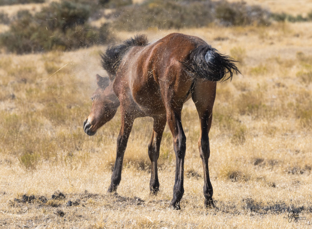 wild horses, wild horse photography, photography of wild horses, fine art photography of wild horses, Onaqui wild horses, equine photography, wild mustangs, wild horses, wild stallions, utah wild horses