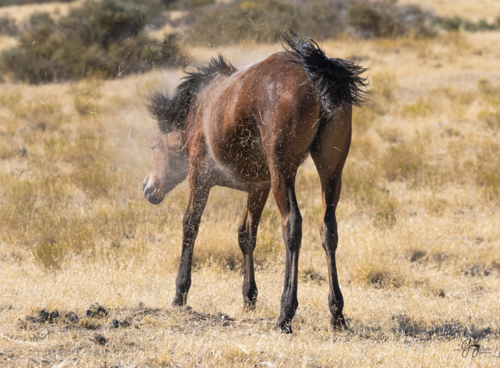 wild horses, wild horse photography, photography of wild horses, fine art photography of wild horses, Onaqui wild horses, equine photography, wild mustangs, wild horses, wild stallions, utah wild horses