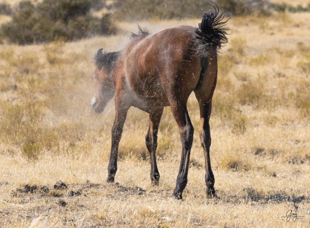 wild horses, wild horse photography, photography of wild horses, fine art photography of wild horses, Onaqui wild horses, equine photography, wild mustangs, wild horses, wild stallions, utah wild horses