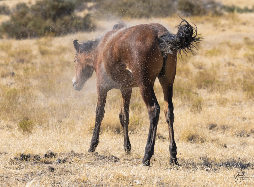 wild horses, wild horse photography, photography of wild horses, fine art photography of wild horses, Onaqui wild horses, equine photography, wild mustangs, wild horses, wild stallions, utah wild horses