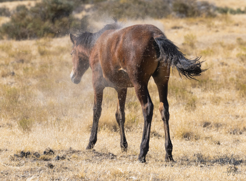 wild horses, wild horse photography, photography of wild horses, fine art photography of wild horses, Onaqui wild horses, equine photography, wild mustangs, wild horses, wild stallions, utah wild horses