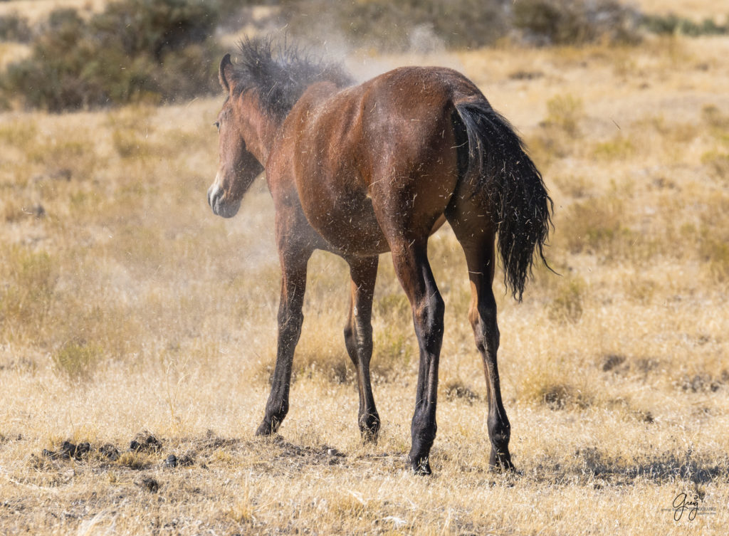 wild horses, wild horse photography, photography of wild horses, fine art photography of wild horses, Onaqui wild horses, equine photography, wild mustangs, wild horses, wild stallions, utah wild horses