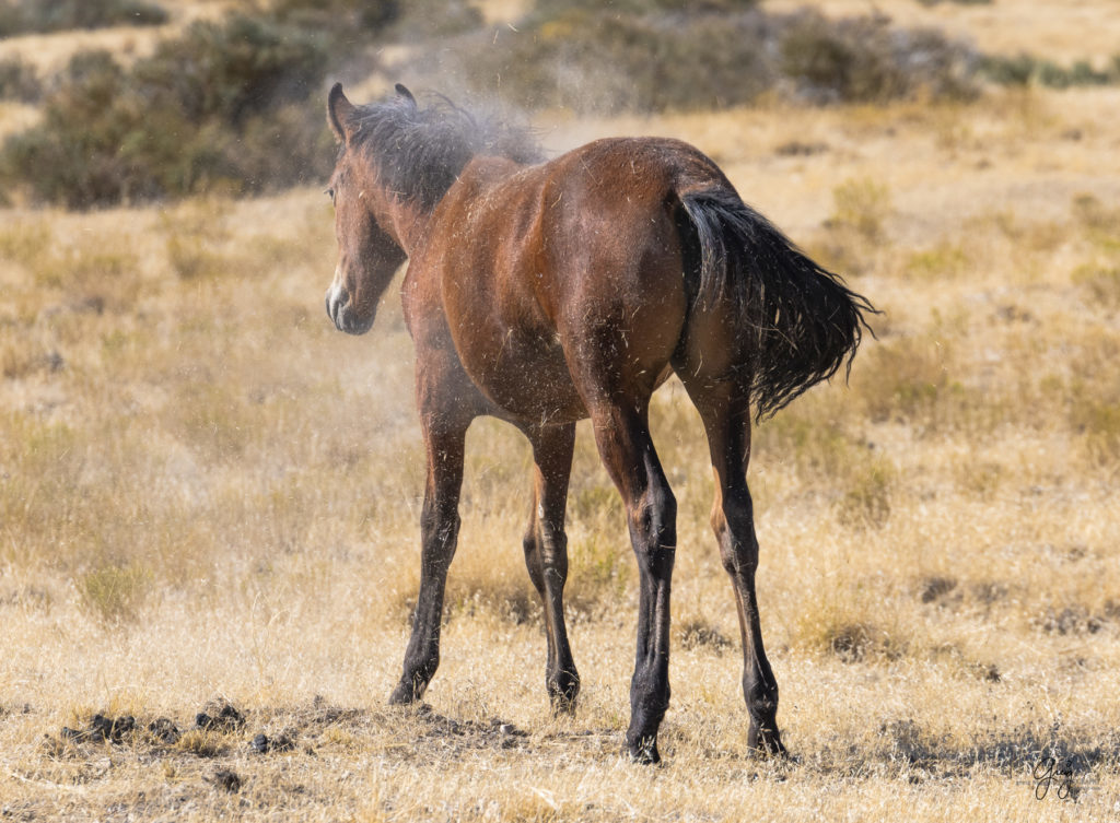 wild horses, wild horse photography, photography of wild horses, fine art photography of wild horses, Onaqui wild horses, equine photography, wild mustangs, wild horses, wild stallions, utah wild horses