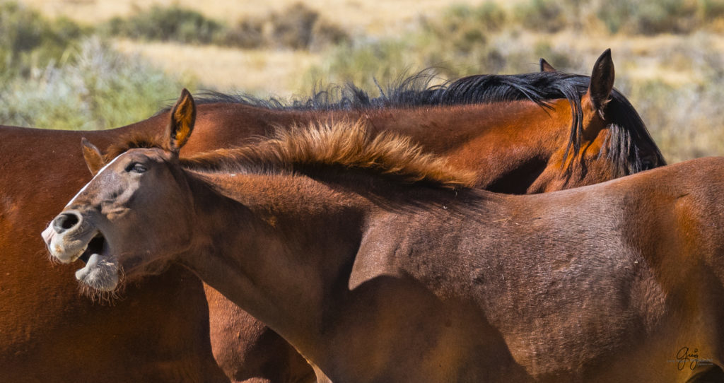 wild horses, wild horse photography, photography of wild horses, fine art photography of wild horses, Onaqui wild horses, equine photography, wild mustangs, wild horses, wild stallions, utah wild horses