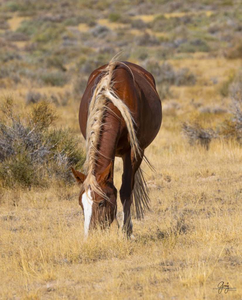 wild horses, wild horse photography, photography of wild horses, fine art photography of wild horses, Onaqui wild horses, equine photography, wild mustangs, wild horses, wild stallions, utah wild horses