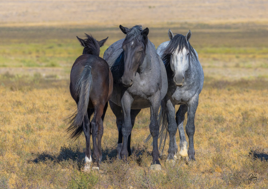 wild horses, wild horse photography, photography of wild horses, fine art photography of wild horses, Onaqui wild horses, equine photography, wild mustangs, wild horses, wild stallions, utah wild horses