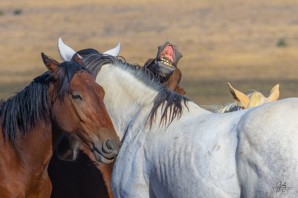 wild horses, wild horse photography, photography of wild horses, fine art photography of wild horses, Onaqui wild horses, equine photography, wild mustangs, wild horses, wild stallions, utah wild horses