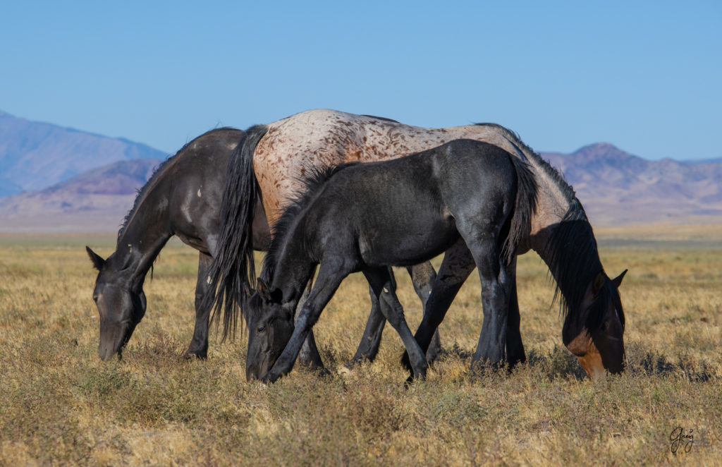 wild horses, wild horse photography, photography of wild horses, fine art photography of wild horses, Onaqui wild horses, equine photography, wild mustangs, wild horses, wild stallions, utah wild horses