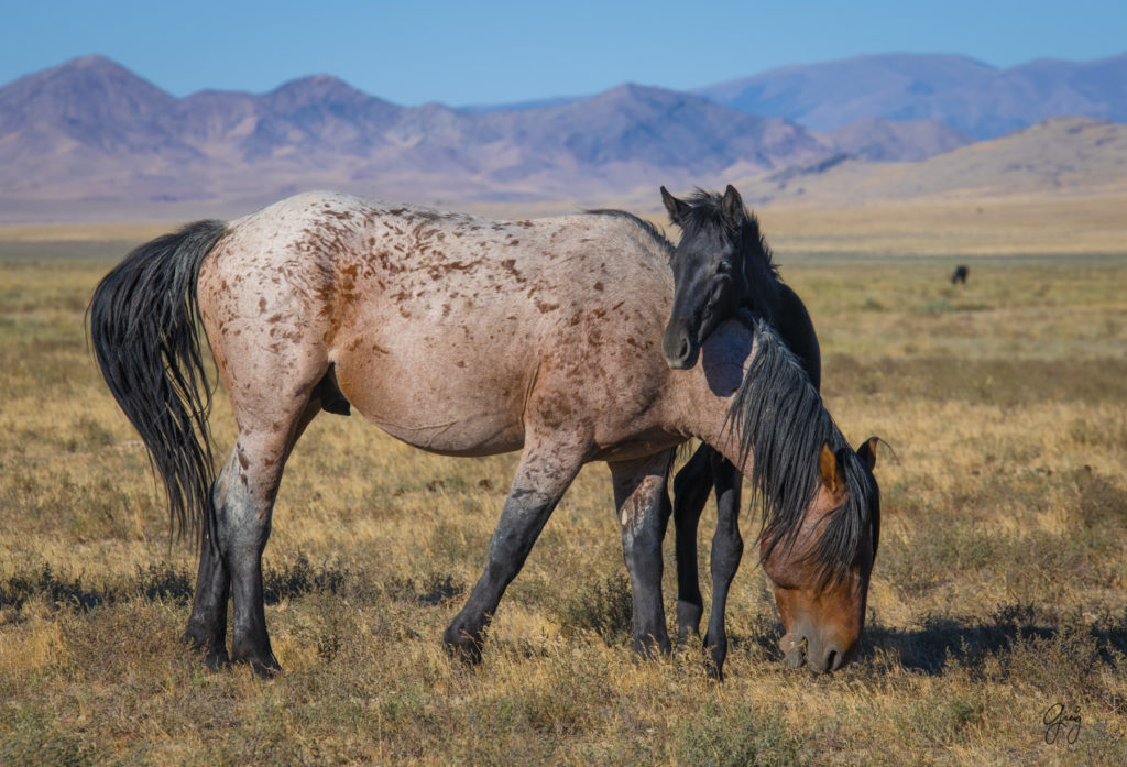 wild horses, wild horse photography, photography of wild horses, fine art photography of wild horses, Onaqui wild horses, equine photography, wild mustangs, wild horses, wild stallions, utah wild horses