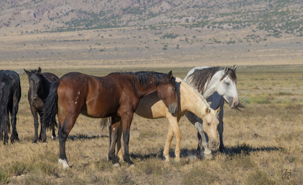 wild horses, wild horse photography, photography of wild horses, fine art photography of wild horses, Onaqui wild horses, equine photography, wild mustangs, wild horses, wild stallions, utah wild horses