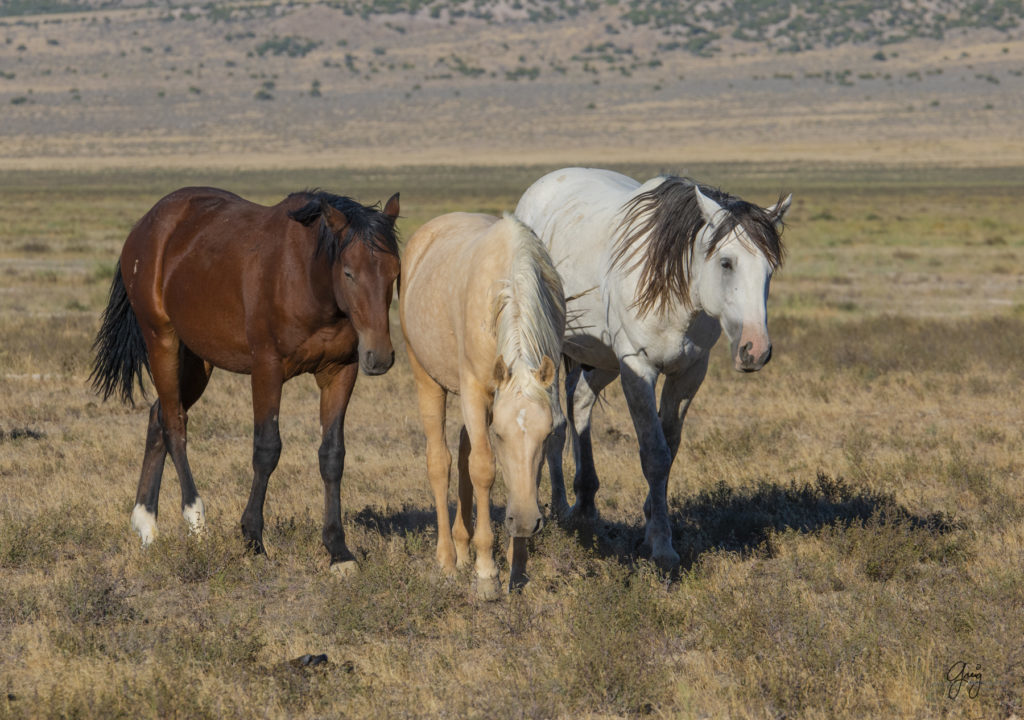 wild horses, wild horse photography, photography of wild horses, fine art photography of wild horses, Onaqui wild horses, equine photography, wild mustangs, wild horses, wild stallions, utah wild horses