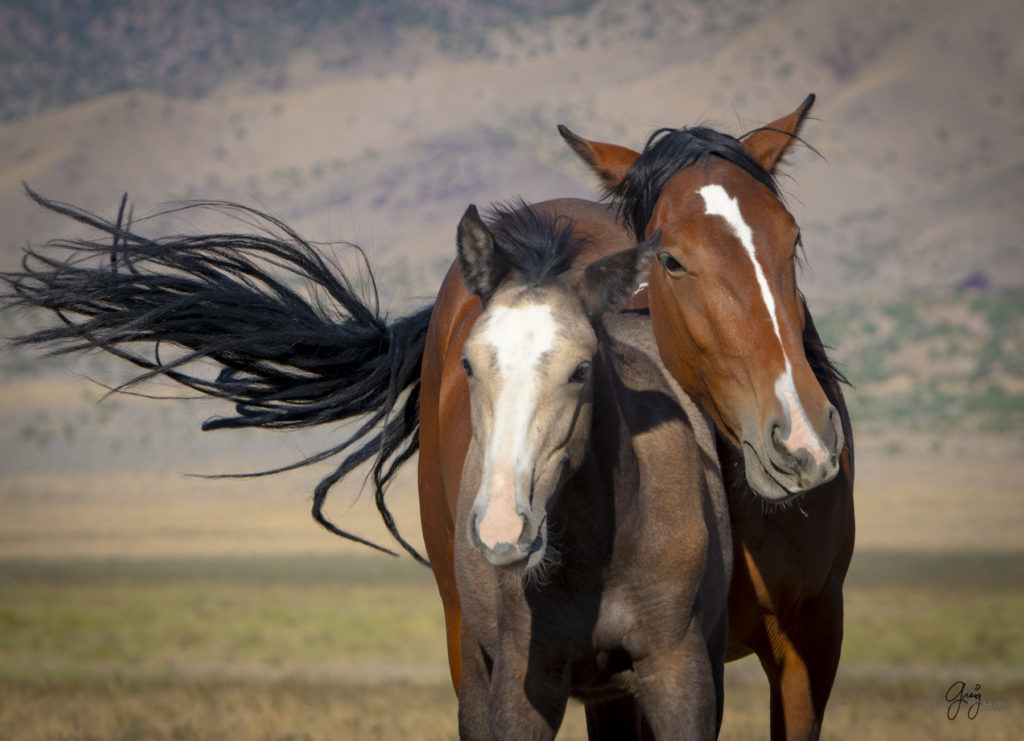 wild horses, wild horse photography, photography of wild horses, fine art photography of wild horses, Onaqui wild horses, equine photography, wild mustangs, wild horses, wild stallions, utah wild horses