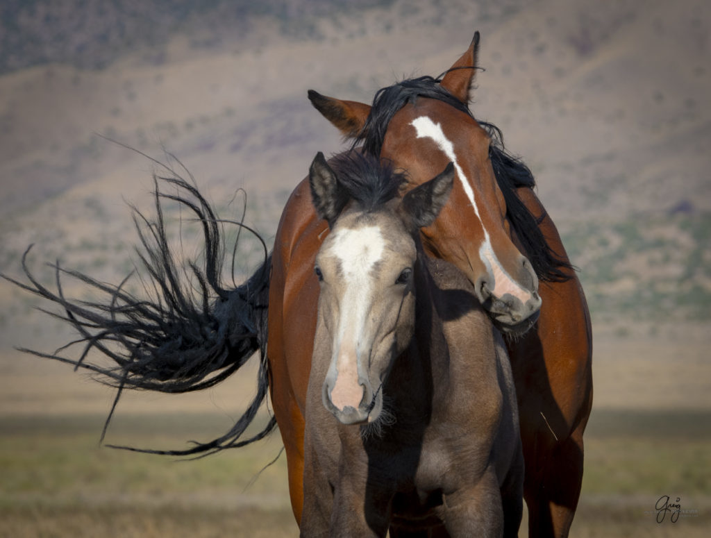 wild horses, wild horse photography, photography of wild horses, fine art photography of wild horses, Onaqui wild horses, equine photography, wild mustangs, wild horses, wild stallions, utah wild horses