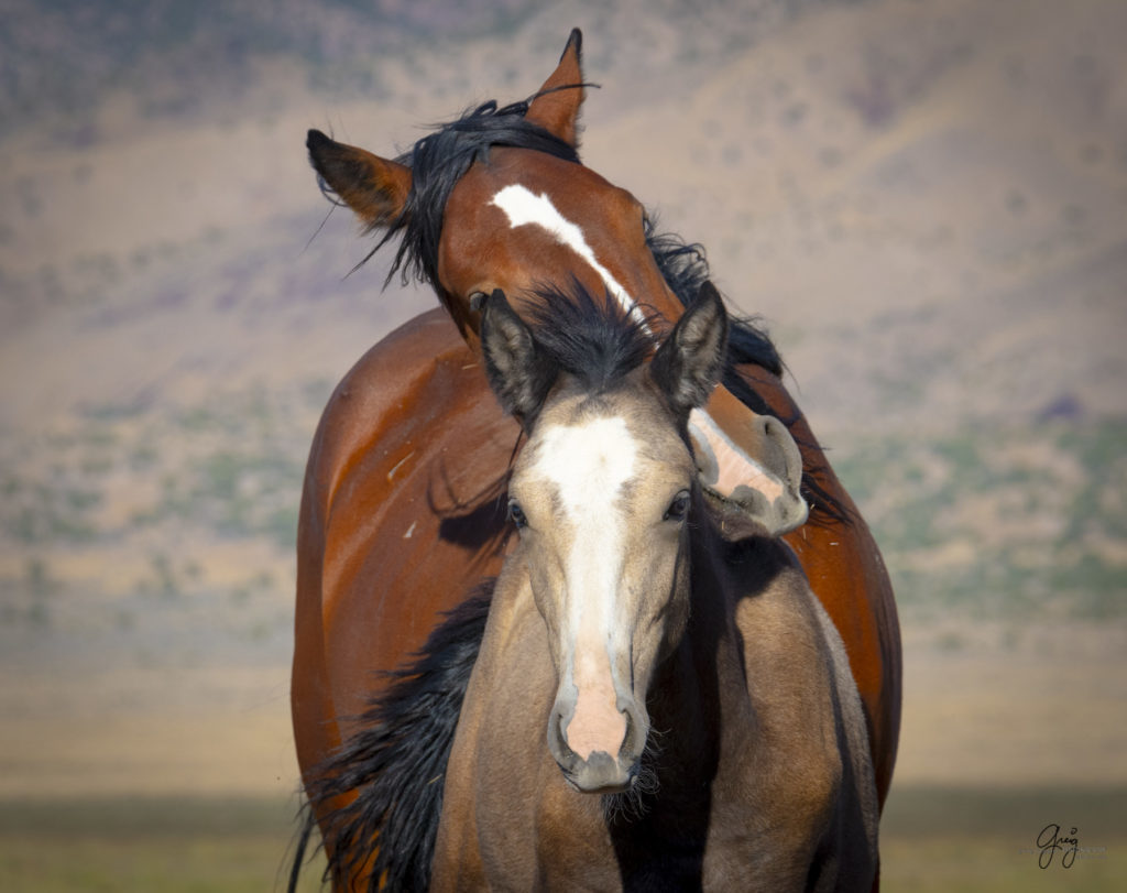 wild horses, wild horse photography, photography of wild horses, fine art photography of wild horses, Onaqui wild horses, equine photography, wild mustangs, wild horses, wild stallions, utah wild horses