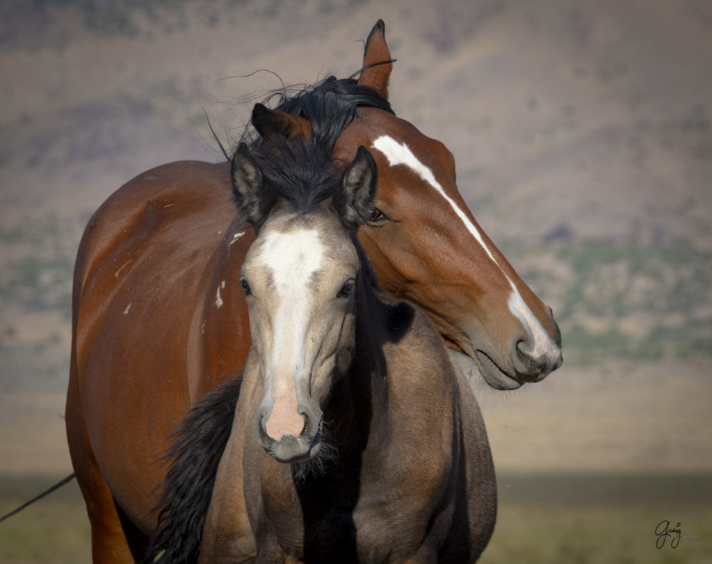 wild horses, wild horse photography, photography of wild horses, fine art photography of wild horses, Onaqui wild horses, equine photography, wild mustangs, wild horses, wild stallions, utah wild horses